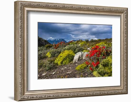 Colourful Moss on an Island in the Beagle Channel-Michael Runkel-Framed Photographic Print