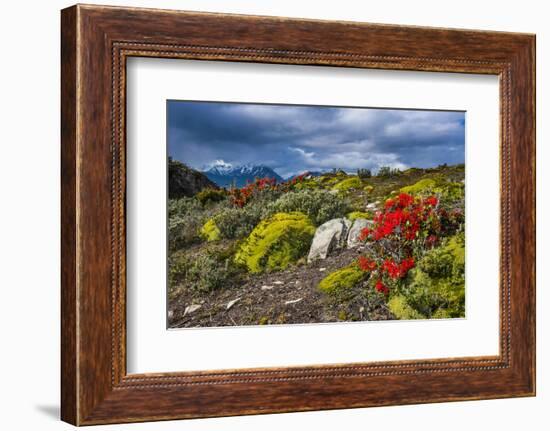 Colourful Moss on an Island in the Beagle Channel-Michael Runkel-Framed Photographic Print