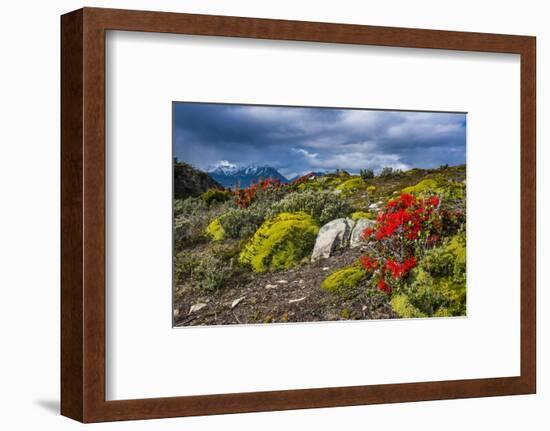 Colourful Moss on an Island in the Beagle Channel-Michael Runkel-Framed Photographic Print