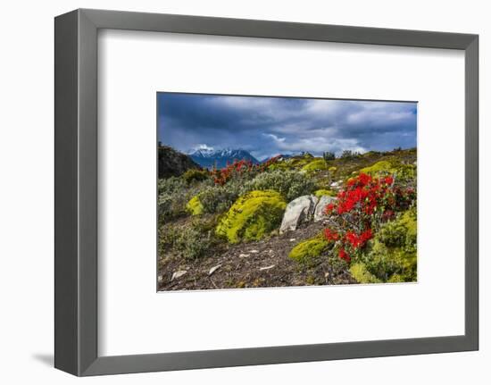 Colourful Moss on an Island in the Beagle Channel-Michael Runkel-Framed Photographic Print