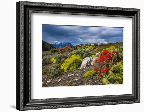 Colourful Moss on an Island in the Beagle Channel-Michael Runkel-Framed Photographic Print