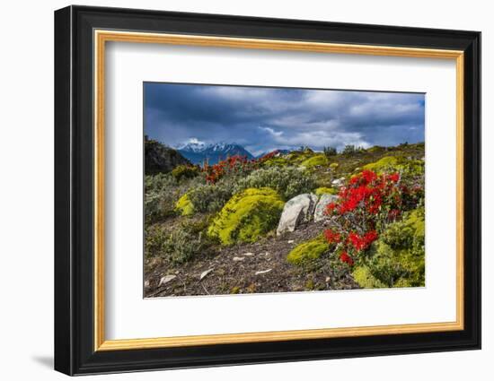 Colourful Moss on an Island in the Beagle Channel-Michael Runkel-Framed Photographic Print