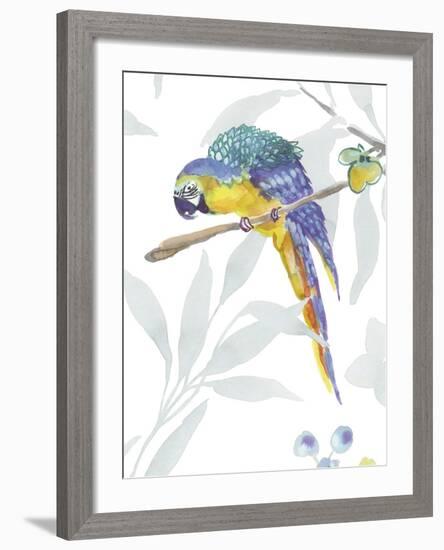 Colourful Parrot-Sandra Jacobs-Framed Giclee Print