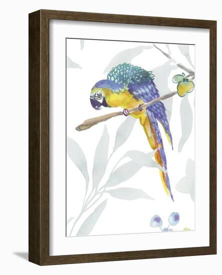 Colourful Parrot-Sandra Jacobs-Framed Art Print