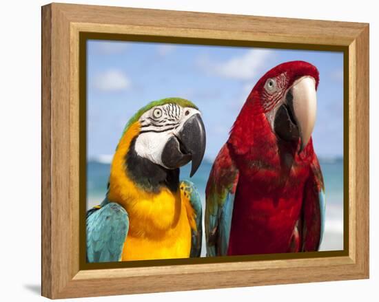 Colourful Parrots, Punta Cana, Dominican Republic, West Indies, Caribbean, Central America-Frank Fell-Framed Premier Image Canvas