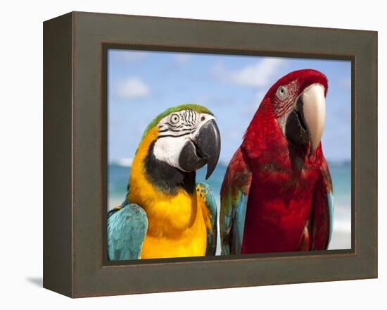 Colourful Parrots, Punta Cana, Dominican Republic, West Indies, Caribbean, Central America-Frank Fell-Framed Premier Image Canvas