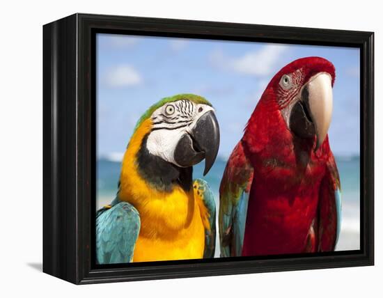 Colourful Parrots, Punta Cana, Dominican Republic, West Indies, Caribbean, Central America-Frank Fell-Framed Premier Image Canvas