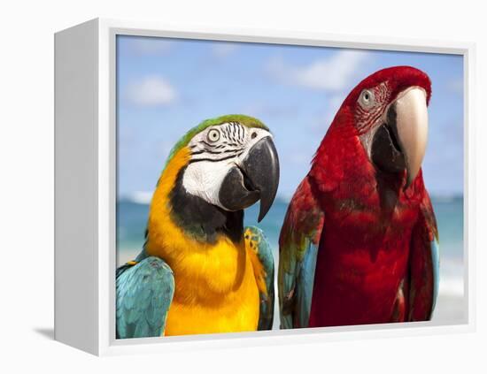 Colourful Parrots, Punta Cana, Dominican Republic, West Indies, Caribbean, Central America-Frank Fell-Framed Premier Image Canvas