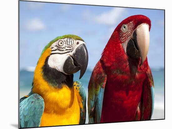 Colourful Parrots, Punta Cana, Dominican Republic, West Indies, Caribbean, Central America-Frank Fell-Mounted Premium Photographic Print