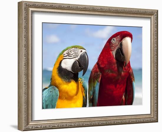 Colourful Parrots, Punta Cana, Dominican Republic, West Indies, Caribbean, Central America-Frank Fell-Framed Photographic Print