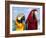 Colourful Parrots, Punta Cana, Dominican Republic, West Indies, Caribbean, Central America-Frank Fell-Framed Photographic Print