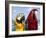 Colourful Parrots, Punta Cana, Dominican Republic, West Indies, Caribbean, Central America-Frank Fell-Framed Photographic Print