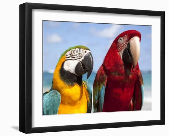 Colourful Parrots, Punta Cana, Dominican Republic, West Indies, Caribbean, Central America-Frank Fell-Framed Photographic Print