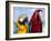 Colourful Parrots, Punta Cana, Dominican Republic, West Indies, Caribbean, Central America-Frank Fell-Framed Photographic Print