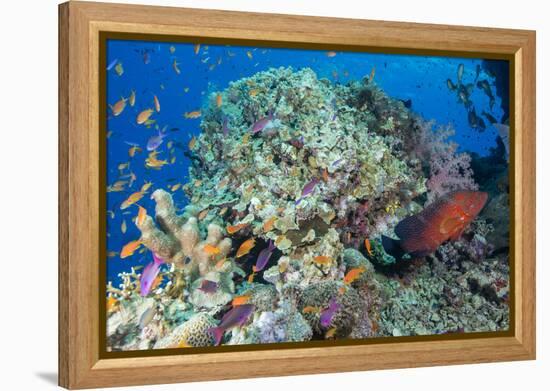 Colourful Reef Fish and Leopard Coral Grouper, Queensland, Australia-Louise Murray-Framed Premier Image Canvas