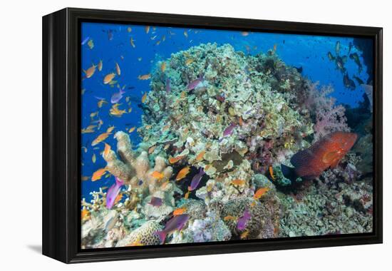 Colourful Reef Fish and Leopard Coral Grouper, Queensland, Australia-Louise Murray-Framed Premier Image Canvas