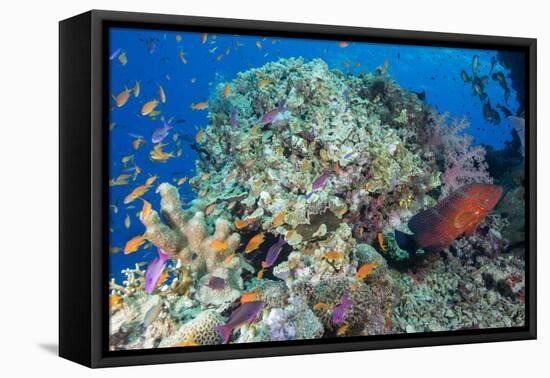 Colourful Reef Fish and Leopard Coral Grouper, Queensland, Australia-Louise Murray-Framed Premier Image Canvas