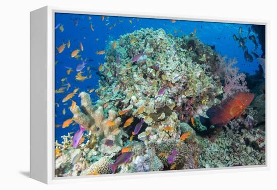 Colourful Reef Fish and Leopard Coral Grouper, Queensland, Australia-Louise Murray-Framed Premier Image Canvas