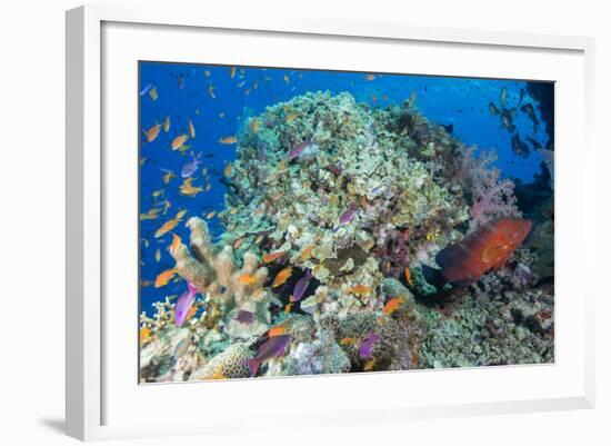 Colourful Reef Fish and Leopard Coral Grouper, Queensland, Australia-Louise Murray-Framed Photographic Print