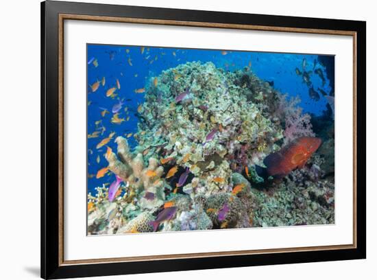 Colourful Reef Fish and Leopard Coral Grouper, Queensland, Australia-Louise Murray-Framed Photographic Print