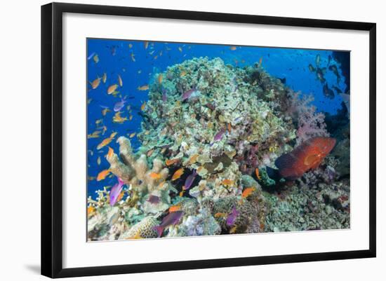 Colourful Reef Fish and Leopard Coral Grouper, Queensland, Australia-Louise Murray-Framed Photographic Print