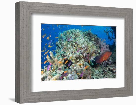 Colourful Reef Fish and Leopard Coral Grouper, Queensland, Australia-Louise Murray-Framed Photographic Print