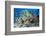 Colourful Reef Fish and Leopard Coral Grouper, Queensland, Australia-Louise Murray-Framed Photographic Print