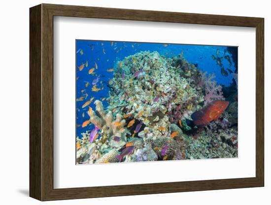 Colourful Reef Fish and Leopard Coral Grouper, Queensland, Australia-Louise Murray-Framed Photographic Print