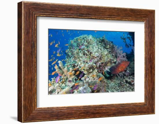 Colourful Reef Fish and Leopard Coral Grouper, Queensland, Australia-Louise Murray-Framed Photographic Print