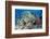 Colourful Reef Fish and Leopard Coral Grouper, Queensland, Australia-Louise Murray-Framed Photographic Print