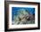 Colourful Reef Fish and Leopard Coral Grouper, Queensland, Australia-Louise Murray-Framed Photographic Print