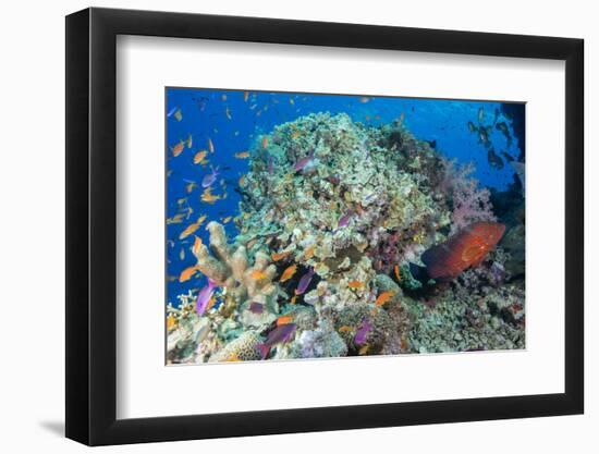 Colourful Reef Fish and Leopard Coral Grouper, Queensland, Australia-Louise Murray-Framed Photographic Print