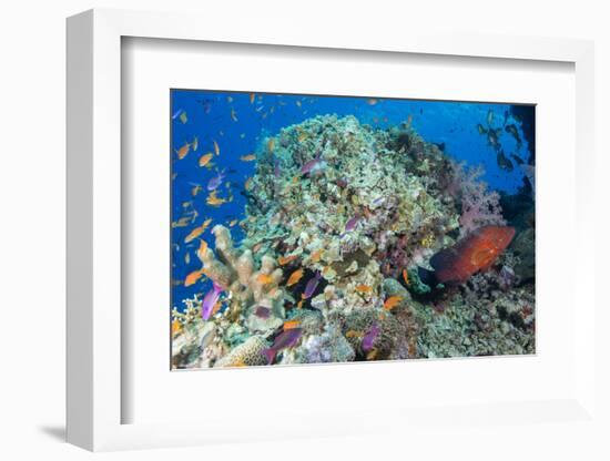 Colourful Reef Fish and Leopard Coral Grouper, Queensland, Australia-Louise Murray-Framed Photographic Print