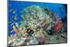 Colourful Reef Fish and Leopard Coral Grouper, Queensland, Australia-Louise Murray-Mounted Photographic Print