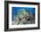 Colourful Reef Fish and Leopard Coral Grouper, Queensland, Australia-Louise Murray-Framed Photographic Print