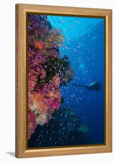 Colourful Reef Fish (Orange and Purple Anthias Sp.) Plus with Hard and Soft Corals on Reef Wall-Louise Murray-Framed Premier Image Canvas