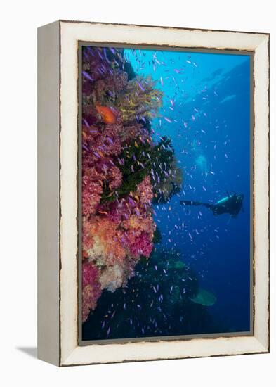 Colourful Reef Fish (Orange and Purple Anthias Sp.) Plus with Hard and Soft Corals on Reef Wall-Louise Murray-Framed Premier Image Canvas