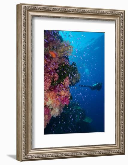 Colourful Reef Fish (Orange and Purple Anthias Sp.) Plus with Hard and Soft Corals on Reef Wall-Louise Murray-Framed Photographic Print