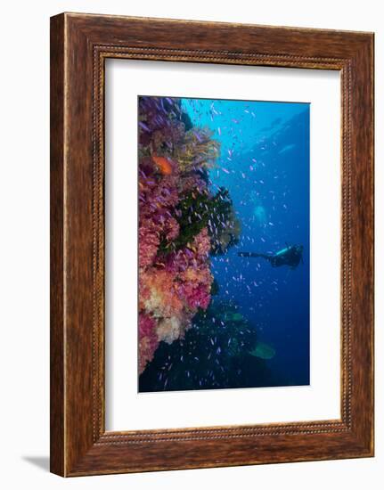 Colourful Reef Fish (Orange and Purple Anthias Sp.) Plus with Hard and Soft Corals on Reef Wall-Louise Murray-Framed Photographic Print