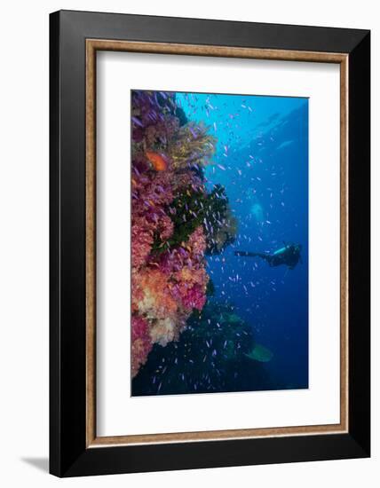 Colourful Reef Fish (Orange and Purple Anthias Sp.) Plus with Hard and Soft Corals on Reef Wall-Louise Murray-Framed Photographic Print