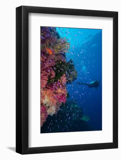 Colourful Reef Fish (Orange and Purple Anthias Sp.) Plus with Hard and Soft Corals on Reef Wall-Louise Murray-Framed Photographic Print