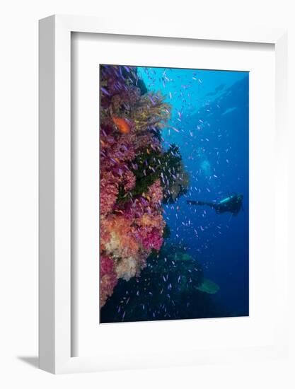 Colourful Reef Fish (Orange and Purple Anthias Sp.) Plus with Hard and Soft Corals on Reef Wall-Louise Murray-Framed Photographic Print