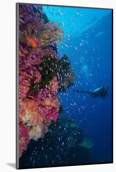 Colourful Reef Fish (Orange and Purple Anthias Sp.) Plus with Hard and Soft Corals on Reef Wall-Louise Murray-Mounted Photographic Print
