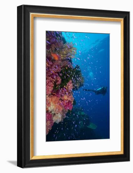 Colourful Reef Fish (Orange and Purple Anthias Sp.) Plus with Hard and Soft Corals on Reef Wall-Louise Murray-Framed Photographic Print