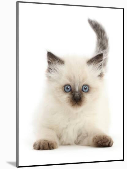 Colourpoint kitten, aged 6 weeks-Mark Taylor-Mounted Photographic Print