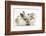 Colourpoint Kitten with Baby Rabbit-Mark Taylor-Framed Photographic Print