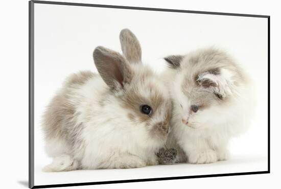 Colourpoint Kitten with Baby Rabbit-Mark Taylor-Mounted Photographic Print