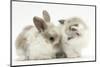 Colourpoint Kitten with Baby Rabbit-Mark Taylor-Mounted Photographic Print