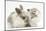 Colourpoint Kitten with Baby Rabbit-Mark Taylor-Mounted Photographic Print