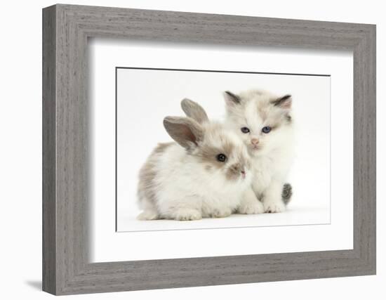 Colourpoint Kitten with Baby Rabbit-Mark Taylor-Framed Photographic Print